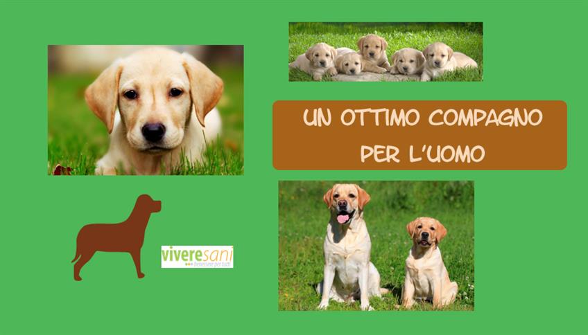 Il Labrador, un cucciolo docile e affettuoso Il Labrador, un cucciolo docile e affettuoso